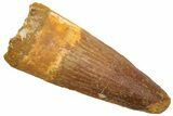 Fossil Spinosaurus Tooth - Real Dinosaur Tooth #226333-1
